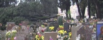 Il cipresso caduto nel cimitero di Salerno